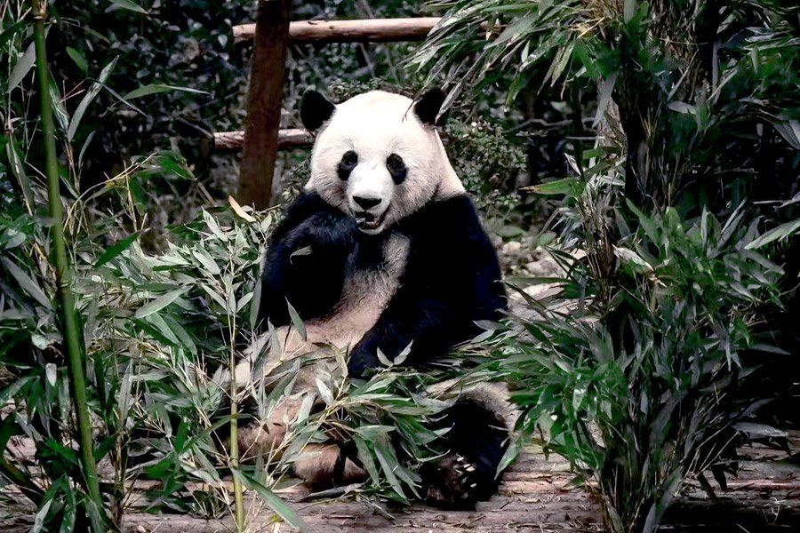 Chengdu